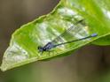 Argia ulmeca (Olmec Dancer) male-2.jpg